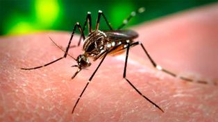 El virus del chikungunya se transmite a través de la picadura del mosquito aedes.