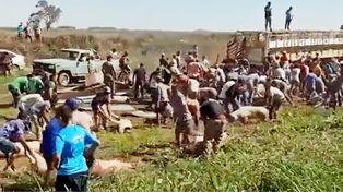 Video: volcó un camión con cerdos y los vecinos saquearon la carga