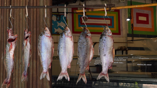 Pese al bajo nivel del Paraná, en los últimos cuatro años creció la exportación de sábalos