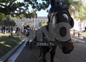 Los carreros marcharon para defender su fuente de trabajo