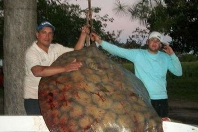 Pescaron una raya de 155 kilos en el Paraná