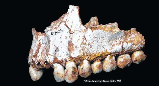 Revelador. Los neandertales tenían dietas variadas según su entorno.