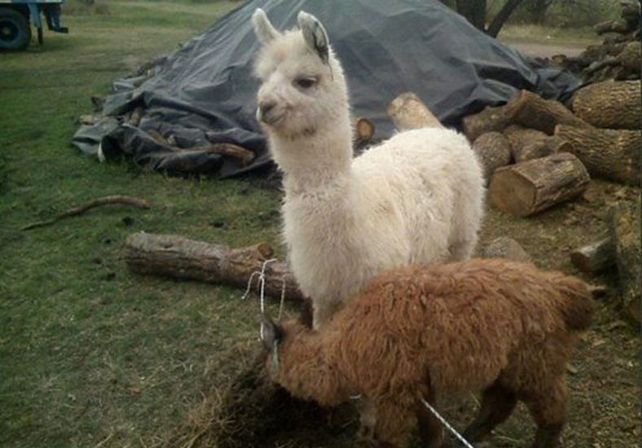 Planeaban traer a Santa Fe dos llamas en el baúl de un auto y los interceptaron