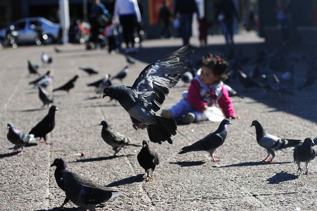 Las palomas son consideradas una plaga.&nbsp;