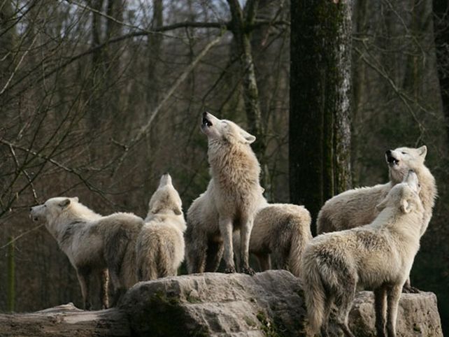 ¿Por qué aúllan los lobos? Una prueba de amistad