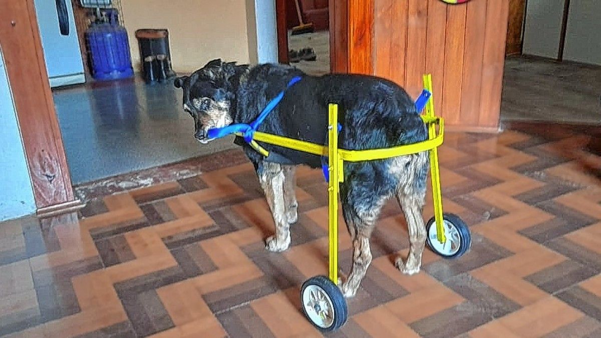 Policía fabrica carro para mascotas con movilidad reducida
