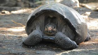 Una tortuga que se creía extinta hace más de un siglo fue hallada en Ecuador