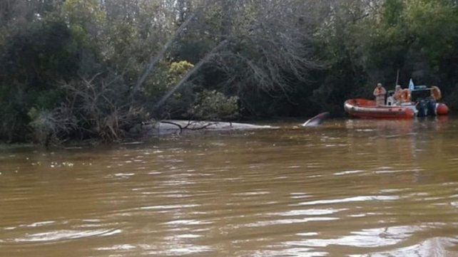 Una ballena remontó el río Paraná hasta Escobar, pero no sobrevivió