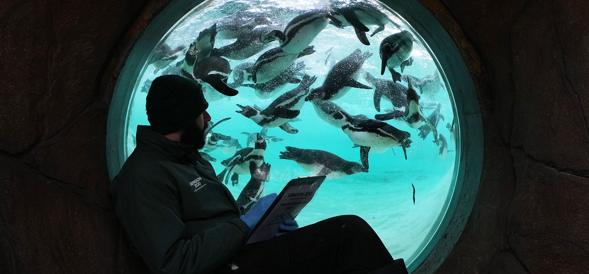 El cuidador Jay Firtina cuenta los pingüinos de Humboldt durante el inventario anual 2026 del Zoológico de Londres, el martes 6 de enero de 2026. (Foto AP/Kirsty Wigglesworth) El cuidador Jay Firtina cuenta los pingüinos de Humboldt durante el inventario anual 2026 del Zoológico de Londres, el martes 6 de enero de 2026. (Foto AP/Kirsty Wigglesworth)