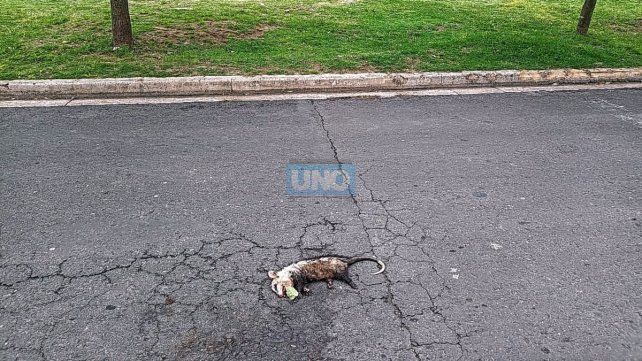 Descubren aparentes ritos umbandas con animales muertos
