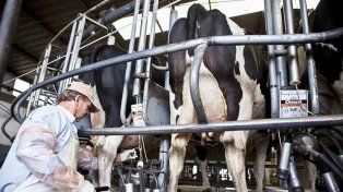 Crece la producción en los tambos de la provincia