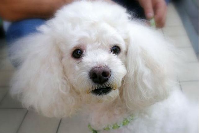 Feroz tiroteo con tres heridos en Quilmes para robar un caniche
