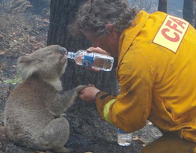 Sam, la koala sobreviviente a los incendios forestales en Australia debi&oacute; ser sacrificada