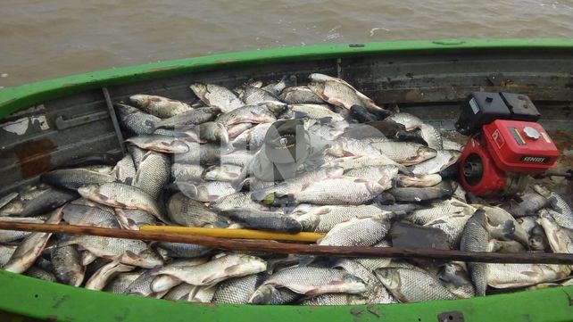 Secuestraron 1.603 pescados depredados en la zona de islas de Santa Fe