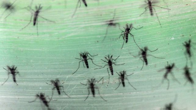 Evitar tener recipientes que acumulan agua es clave para frenar la reproducción de los mosquitos.