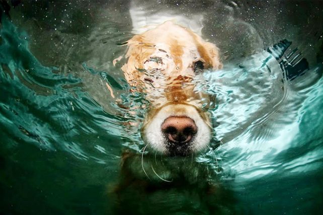 Diversión bajo el agua
