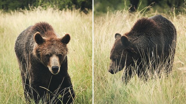 Así está hoy Kenai, el oso pardo que vive en Entre Ríos
