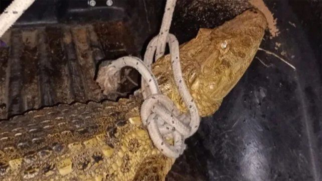 Un vecino se encontró con al yacaré en la puerta de su casa