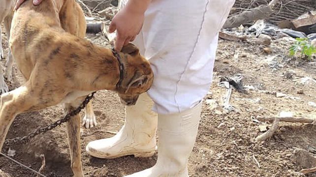 Maltrato animal: denuncia de vecinos permitió rescatar a un galgo víctima de castigos