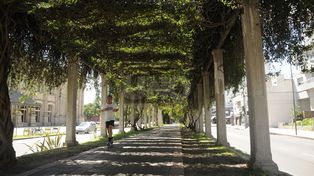 Impulsan la colocación de enredaderas para regular las altas temperaturas