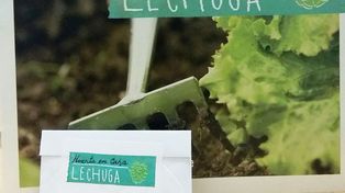Verduras por las nubes: ¿por qué un kilo de lechuga llega a costar $15.000?