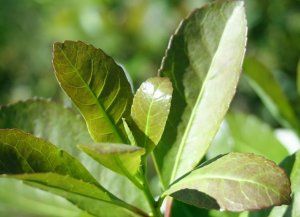 Glifosato en la yerba reabre debate entre la competitividad productiva y los riesgos ambientales