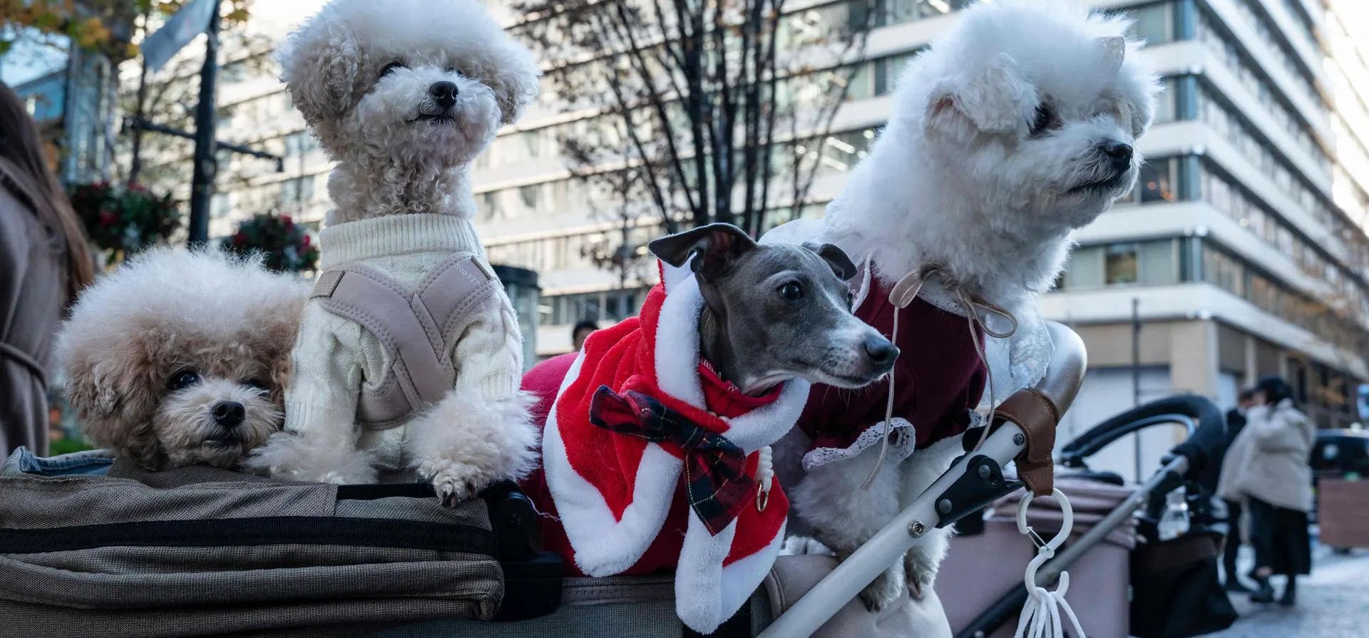 Tokio, Japón. Un grupo de perros, uno con un traje de Santa Claus, se sientan en un cochecito. Fotografía: Richard A Brooks/AFP/Getty Images