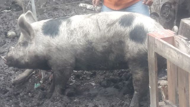La chancha en el corral de Maccarone.&nbsp; 