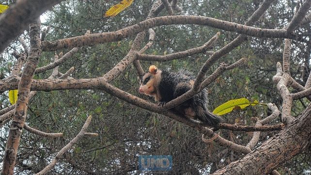 Paraná: apareció una comadreja en la plaza 1° de Mayo