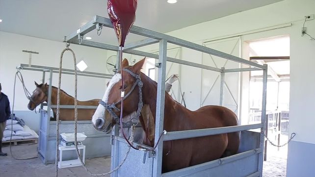 Covid-19: el primer remedio nacional saldría de los caballos