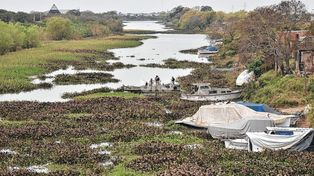 Laguna Setúbal: el operativo de limpieza llegó al Riacho Santa Fe y encontró grandes embalsados que dificultaron el avance de las tareas