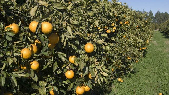 Golpeadas. Productores tienen altos costos