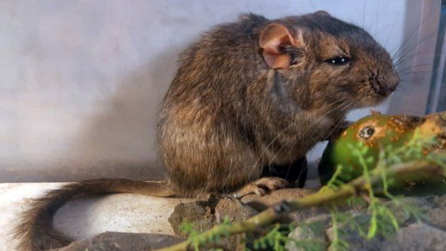 La rata vizcacha de Traslasierra