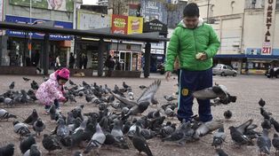 La proliferación de palomas se ha convertido en un dolor de cabeza para los rosarinos, sobre todo para los que viven en el centro.&nbsp;