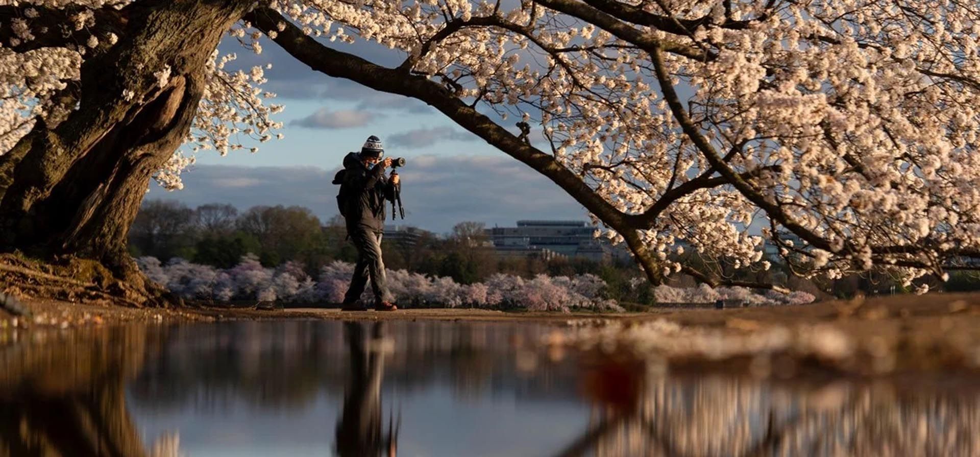 Un fotógrafo se refleja en un charco bajo los florecientes cerezos Yoshino en el borde de Tidal Basin, el lunes 29 de marzo de 2021, en Washington. Foto: AP