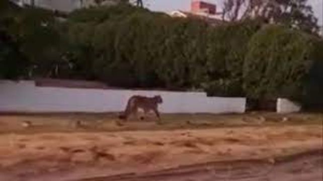 Alerta en la costa atlántica: detectan dos pumas sueltos en Villa Gesell