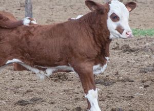 Piden no comer carne tras robo y faena de ternero con rabia