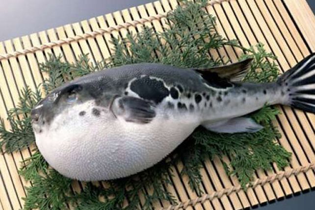 Pez Globo: un plato oriental y muy exclusivo que puede llegar a resultar fatal