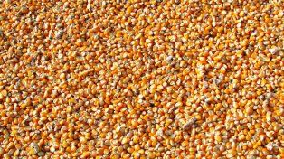 Un productor entrerriano necesitó  4.426 kilos de maíz por hectárea para cubrir costos