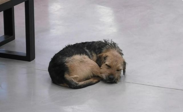 El perrito Bigotes fue víctima de maltrato en la casa de Gran Hermano Chile y el repudio llegó al presidente.&nbsp;