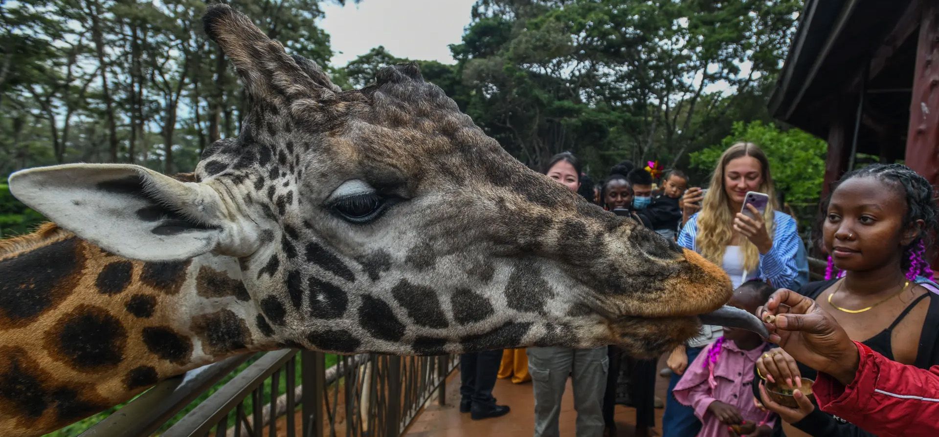 Una jirafa saluda a los visitantes del centro de jirafas del Fondo Africano para la Vida Silvestre en Peligro de Extinción, Nairobi, Kenia. Fotografía: Anadolu/Getty Images Una jirafa saluda a los visitantes del centro de jirafas del Fondo Africano para la Vida Silvestre en Peligro de Extinción, Nairobi, Kenia. Fotografía: Anadolu/Getty Images
