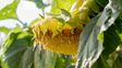 Arribó el primer lote de girasol de la campaña 2023/24