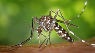 Dengue en Entre Ríos: no se registran casos autóctonos al inicio de la temporada.