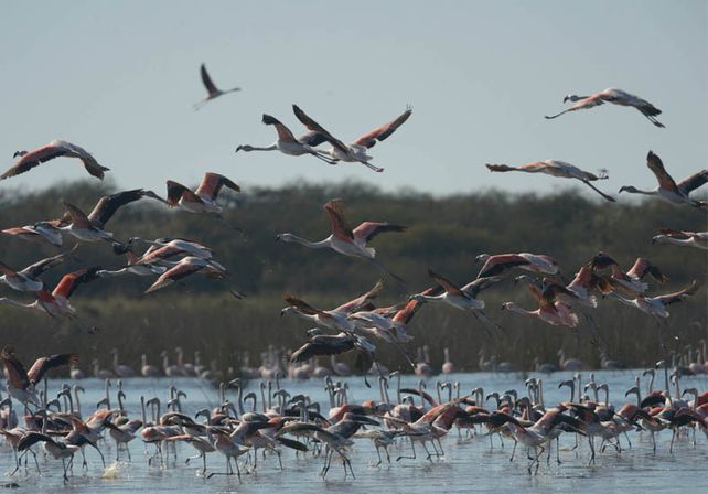 Aquerenciados. Por alguna razón
