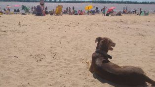 Día del Animal con playa: La Florida les abre sus puertas a las mascotas