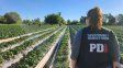 Trata y explotación en un campo de frutillas: piden 8 años de prisión para un productor santafesino