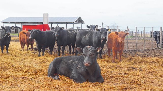Qu&eacute; se viene. El desarrollo lechero y el manejo ganadero tendr&aacute; nuevos desaf&iacute;os en el escenario de pospandemia.&nbsp;