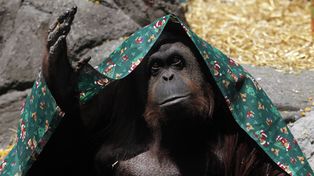 En una decisión sin precedentes, la Justicia concedió un hábeas corpus a una orangutana