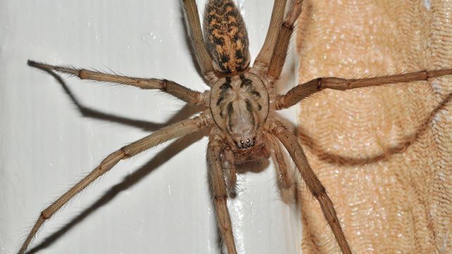 La araña gigante doméstica es una de las de mayor tamaño en Europa: llega a medir hasta 7