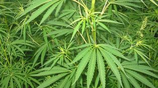 En Italia hoy se inauguró el primer Club Social de Cannabis, llamado Pian Tiamo